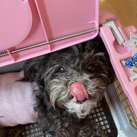 中村たま