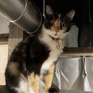 美人黒三毛ネコ　パールちゃん