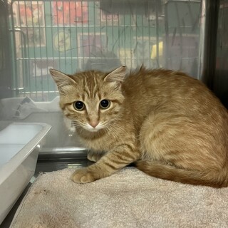 少し長毛珍しい茶虎の女子【譲渡会参加】