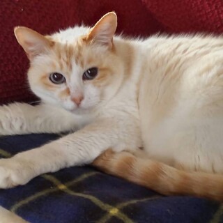 【飼い主入院！緊急】ブルーeyeの茶白ちゃん!!