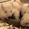 ４月２２日生まれ キンクマハムスター サムネイル3