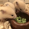 ４月２２日生まれ キンクマハムスター サムネイル4