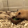 ４月２２日生まれ キンクマハムスター サムネイル5
