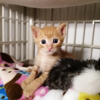 元気な茶トラ♡