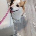 コーギー　8歳　女の子　チェリー
