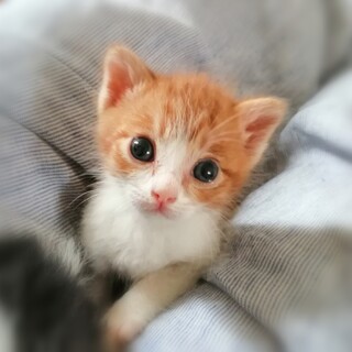 イケニャン茶白♡