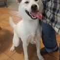 紀州犬　1歳　男の子　金太