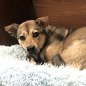 一歳の元野良犬