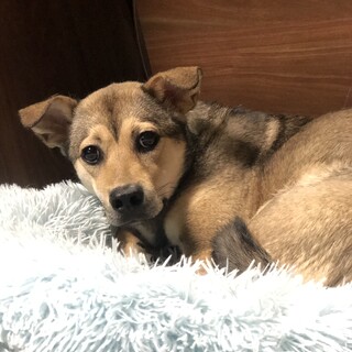 一歳の元野良犬