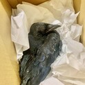 カラスの雛を保護しました。