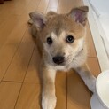 森のくまさんチームかいり❤️野犬にも家族を