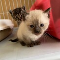 子猫の子猫のシャム
