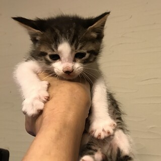 可愛いキジシロ生後40日