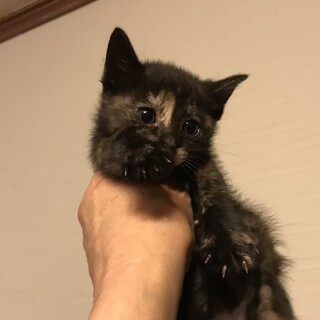 美形子猫生後40日