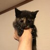 美形子猫生後40日 サムネイル2
