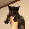 美形子猫生後40日 サムネイル3