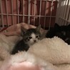 美形子猫生後40日 サムネイル4