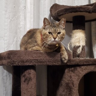 アスカちゃん6/5からトライアルに出ています