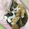 の写真