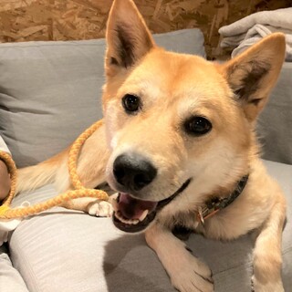 預かり先変更のため停止中推定3才