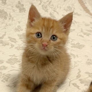 可愛い茶トラの男の子