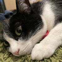 クシナ