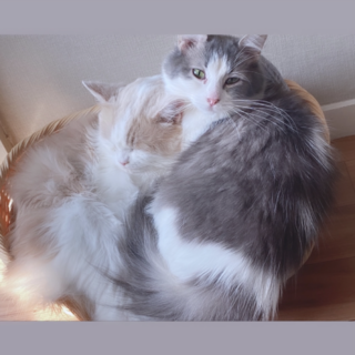 神経質で凶暴ですが長い目でみて接してくれる方