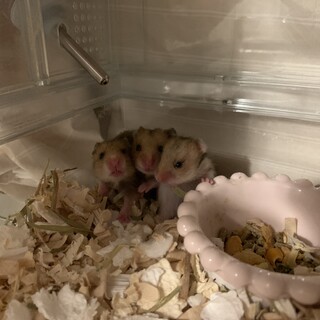 ゴールデンハムスターの里親(黒白長毛✖️キンクマ)