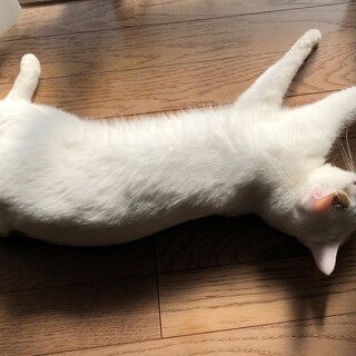 ２歳の女の子の猫ちゃんです！