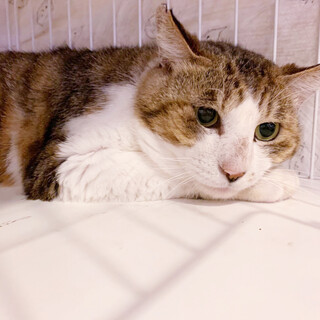 ちょっぴりお顔が大きい【松竹梅　魅録】