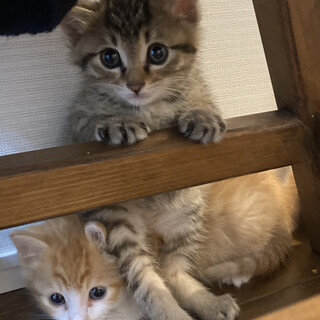 仲良し兄弟4ニャンズ