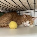 【お見合い随時】先住猫さんのお友達にコロン