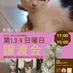 保護猫の譲渡会
