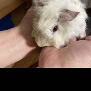 モルモット ペア