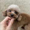 他ブリーダーさんからの女の子 サムネイル2