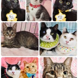 ねこざんまい譲渡会@東日本橋 サムネイル2