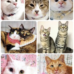 ねこざんまい譲渡会@東日本橋 サムネイル3