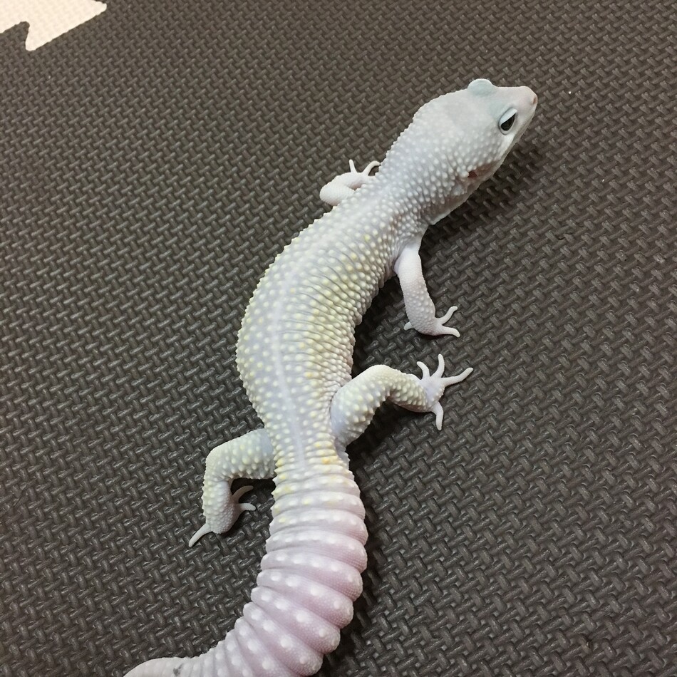 だいふくのカバー写真