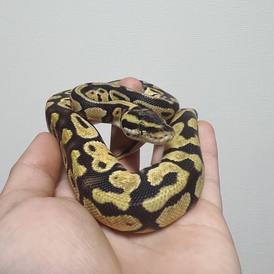 ぽろすけのカバー写真