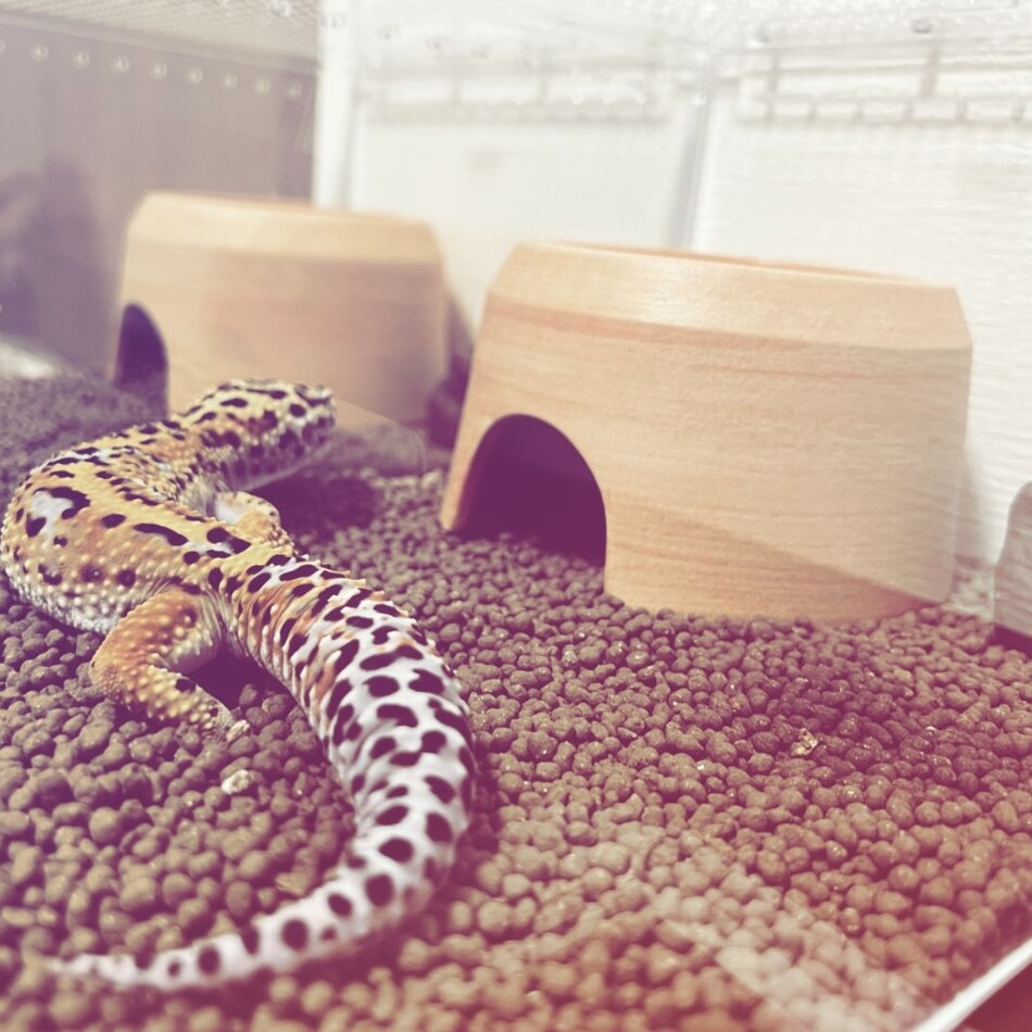 ぼたもちのカバー写真