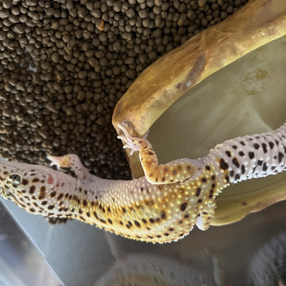 きりたんぽのカバー写真