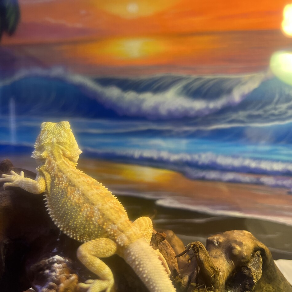 いがぐりのカバー写真