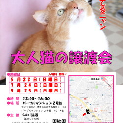 大人猫の譲渡会