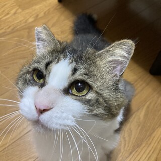 魅力たっぷり！大きな長毛さん♪