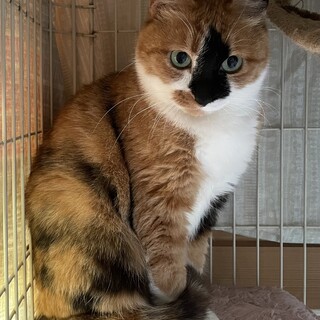 物静か♡コアラ柄の三毛猫アラ子ちゃん