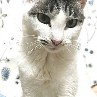 ゴロゴロスリスリのまめちゃん