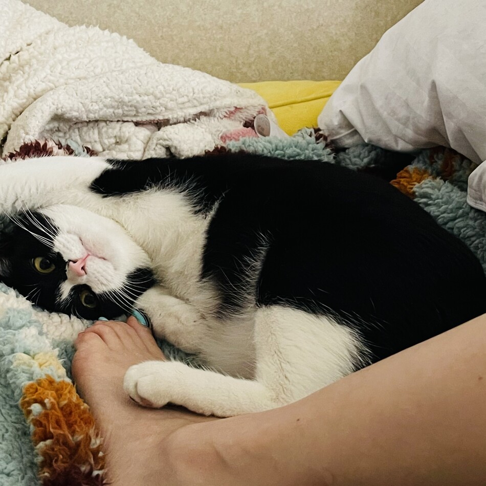 のんのんのカバー写真