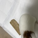 モルモットの里親を募集します。