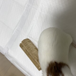 モルモットの里親を募集します。