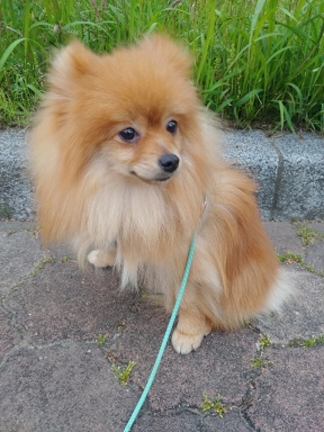 ポメラニアン 10ヶ月の男の子」大阪府 - 犬の里親募集(411643) 1枚目の